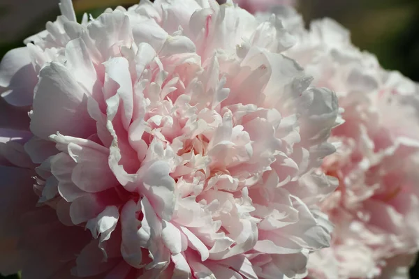 Natural white-pink background of delicate white-pink peony petals in sun light with selective focus