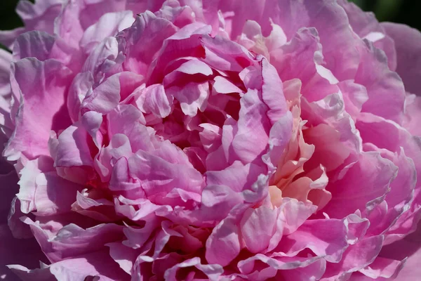 Naturalne Różowe Tło Różowych Płatków Piwonii Świetle Słonecznym Wybiórczym Ostrością — Zdjęcie stockowe