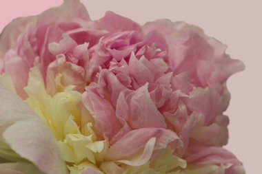 Arka plan olarak narin pembe ve sarı şakayığın güzel taç yapraklarının makro çekimi (ahududu Sandae - orijinal C. Clem çeşidi, ABD)