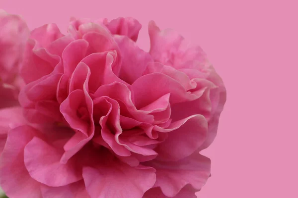 Linda Peônia Rosa Isolada Fundo Rosa Carnation Bouquet Variedade Original — Fotografia de Stock