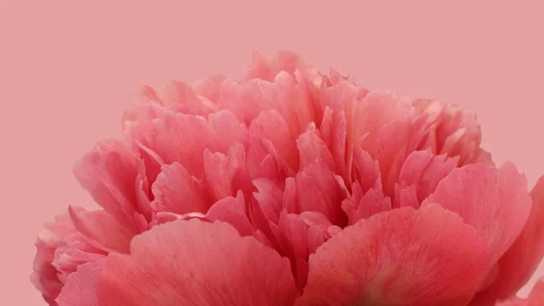 Macro Shot Beautifu Coral Colored Peony Petals Background Lorelei Original — Stock Photo, Image