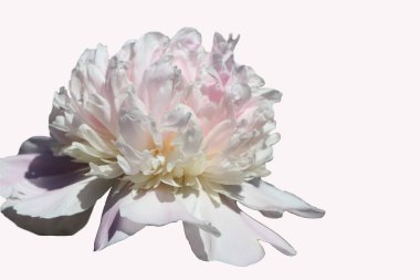 Beyaz arka planda izole edilmiş güzel beyaz şakayık.