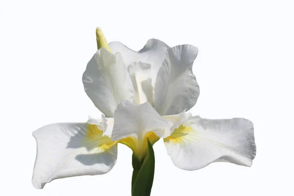 Macro Foto Flor Íris Branca Com Botão Isolado Fundo Branco — Fotografia de Stock