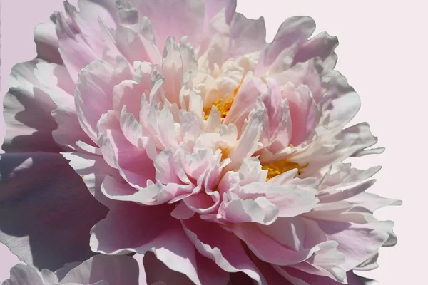 Close Uma Bela Peônia Rosa Isolado Fundo Branco Rosa Intersecção — Fotografia de Stock