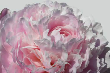 Özenle seçilmiş özenle seçilmiş pembe şakayık yapraklarının makro fotoğrafçılığı