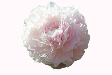 Beyaz bir arka planda zarif pembe bir şakayığın ön yüzü.