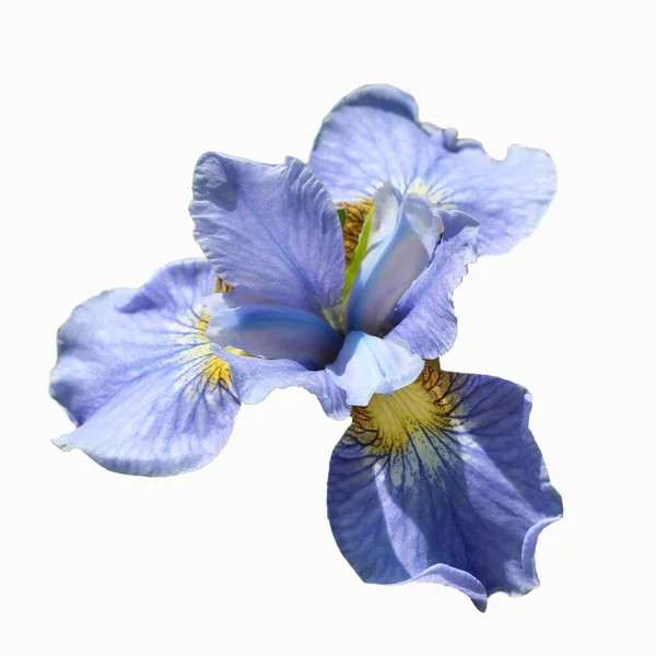 Gros Plan Fleur Iris Bleu Isolée Sur Fond Blanc Lat — Photo