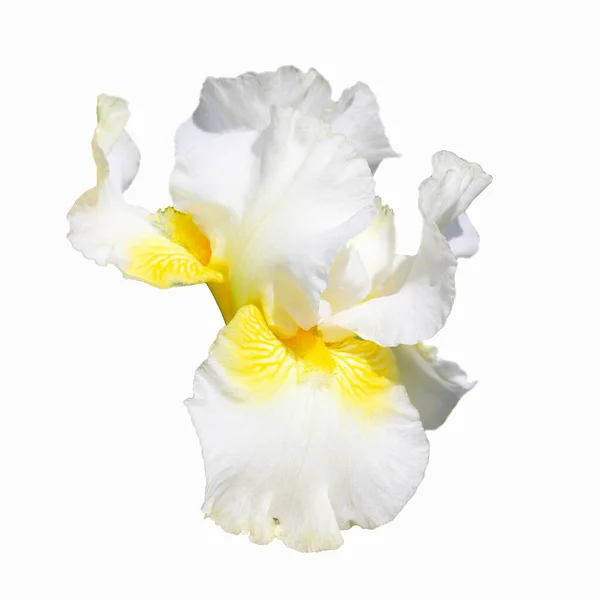 Macro Photo Fleur Iris Blanc Isolé Sur Fond Blanc Iris — Photo