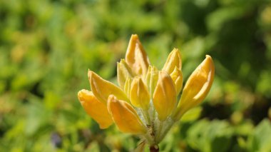 Rhododendron hafif sarı tomurcuklu bir dala yakın çekim. Rhododendron molle, Blume, G. Don) bulanık yeşil bir arka plan üzerine seçici bir odaklanma ile