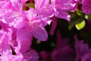 Rododendron poukhanense çiçeklerinin makro fotoğrafları (Lat. Rododendron poukhanense Seviyesi.) Derinlemesine odaklanın.