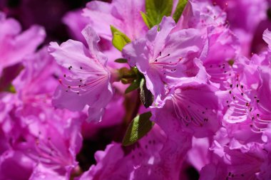 Rododendron poukhanense çiçeklerinin makro fotoğrafları (Lat. Rododendron poukhanense Seviyesi.) Derinlemesine odaklanın.