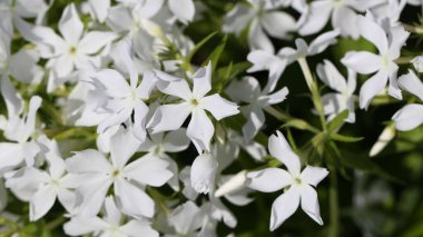 Phlox divaricata 'nın (lat.) makro çiçekli beyaz arkaplan fotoğrafı. Phlox divaricata L.) 