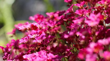Arends 'in taş uçlu çiçeğinin makro fotoğrafı (lat. Bulanık pembe-yeşil arkaplanda Saxifraga x arendsii Arends) Name