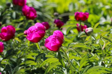 Mor renkli şakayığın (Paeonia officinalis L.) seçici odaklı yakın çekimi