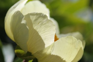 Soluk sarı şakayıkların, bulanık yeşil arkaplan üzerine seçici odaklı makro fotoğrafları.