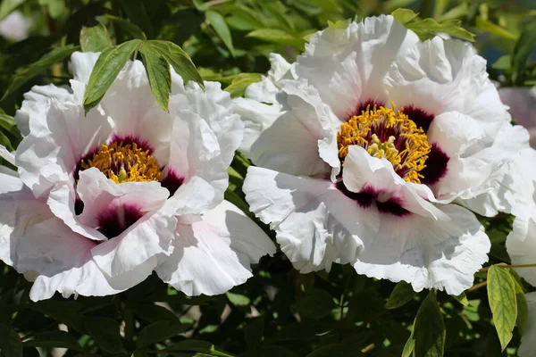 フロントトップマクロ写真の美しい2つの完全に開いた花の白い中国のツリー牡丹 Paeonia Sufruticosa Andr — ストック写真