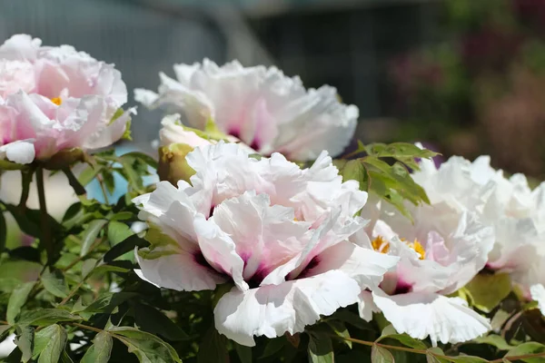 Fotografia Macro Umas Belas Flores Uma Peônia Árvore Chinesa Branca — Fotografia de Stock