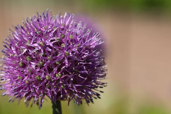 Makro Fotografia Fioletowej Cebuli Flover Naturalnym Rozmytym Tle Beżowym Lat — Zdjęcie stockowe