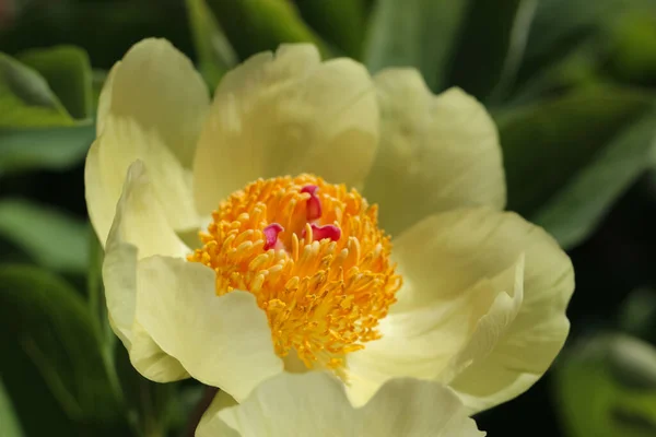 Fotografia Macro Estames Laranja Peônias Amarelas Pálidas Lat Paeonia Mlokosewitschii — Fotografia de Stock