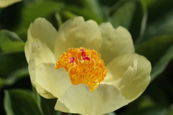 Fotografia Macro Estames Laranja Peônias Amarelas Pálidas Lat Paeonia Mlokosewitschii — Fotografia de Stock