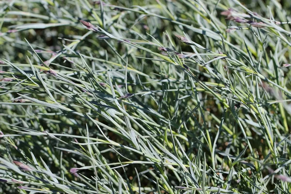 Szary Zielony Tło Makro Zdjęcie Goździka Pinnate Pąki Dianthus Plumatius — Zdjęcie stockowe