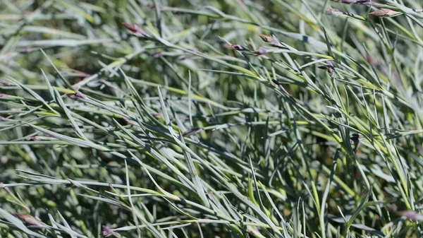 Sfondo Grigio Verde Macro Foto Garofano Pennato Boccio Dianthus Plumatius — Foto Stock