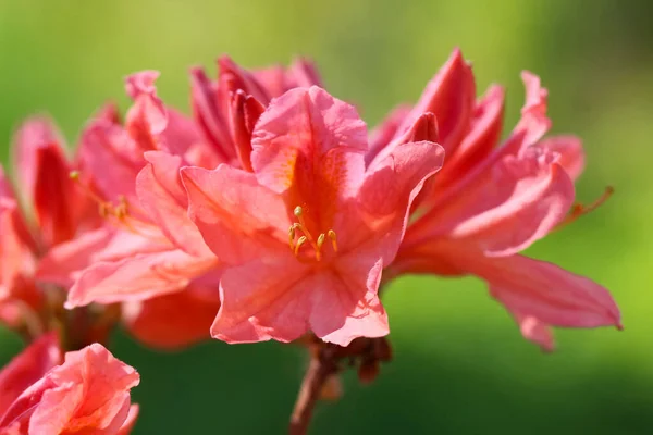 Zbliżenie Kwiat Rododendron Japonicum Łaciński Rododendron Molle Subsp Japonicum Selektywnym — Zdjęcie stockowe