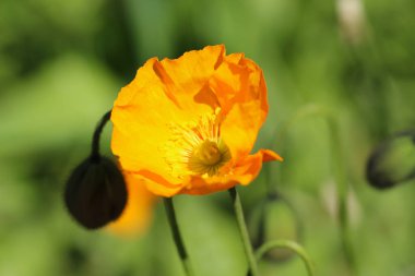 Poppy Holostebel çiçeklerinin makro fotoğrafları (lat. Doğal olarak bulanık yeşil bir zemin üzerinde güneş ışığında, seçici odak