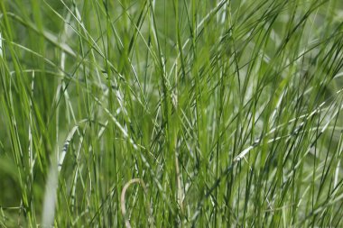 Lilyceae Cinnamon (Lat. Lilyceae Cinnamon), güneş ışığına seçici bir odak ile yakın plan çekimleridir. Liliaceae Fritillaria acmopetala Boiss.)