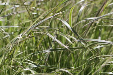 Cane biflower 'ın (Lat.) çimen çekimlerinin (makro fotoğrafçılık) yakın çekimi. Phalaroides arundinacea L. Rausch.) Doğal bir arkaplan ya da doku olarak gün ışığında seçici bir odak ile