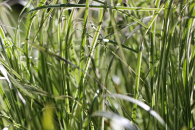 Cane biflower 'ın (Lat.) çimen çekimlerinin (makro fotoğrafçılık) yakın çekimi. Phalaroides arundinacea L. Rausch.) Doğal bir arkaplan ya da doku olarak gün ışığında seçici bir odak ile