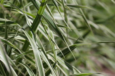 Cane biflower 'ın (Lat.) çimen çekimlerinin (makro fotoğrafçılık) yakın çekimi. Phalaroides arundinacea L. Rausch.) Doğal bir arkaplan ya da doku olarak gün ışığında seçici bir odak ile