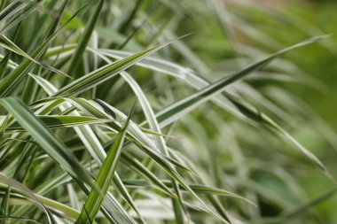 Cane biflower 'ın (Lat.) çimen çekimlerinin (makro fotoğrafçılık) yakın çekimi. Phalaroides arundinacea L. Rausch.) Doğal bir arkaplan ya da doku olarak gün ışığında seçici bir odak ile