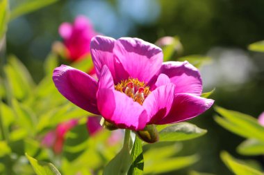 Mor renkli şakayığın (Paeonia officinalis L.) seçici odaklı yakın çekimi