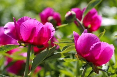 Mor renkli şakayığın (Paeonia officinalis L.) bahçedeki seçici odaklı yakın çekimi