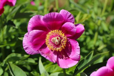 Pembe bir Çin şakayığının güzel bir çiçeğinin ön üstteki makro fotoğrafçılığı (lat. Paeoniaceae) 