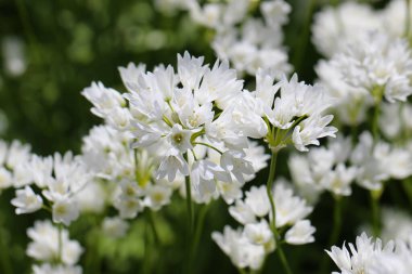 Beyaz çiçeklerin makro fotoğrafları seçici odaklı Allium zebdanum (Lat. Allium zebdanense Boiss. et Noe)
