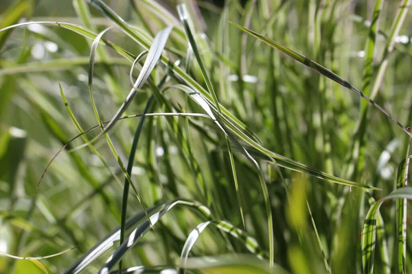 Close Fotografi Makro Dari Tunas Rumput Cane Biflower Lat Phalaroides — Stok Foto