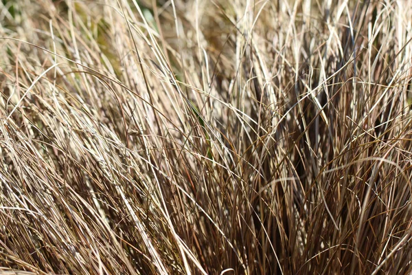 Close Bukhanana Sedge Carex Buchananii Berggr Natural Background Texture — Stock Photo, Image