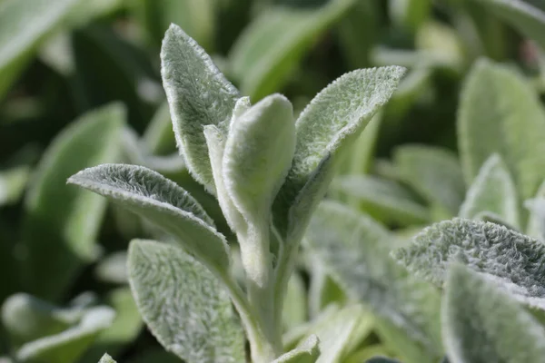 Byzantium celandine 'in (Lat.) yakın çekimi (makro fotoğrafçılık). Stachys byzantina C. Koch) güneş ışığına doğal bir arkaplan veya doku olarak seçici bir odak ile odaklanmıştır.