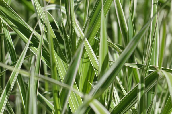 Gros Plan Macro Photographie Des Pousses Herbe Fleur Canne Lat — Photo