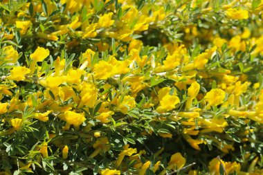 Doğal sarı arkaplan olarak seçici odaklı akasya sarısı (ya da Caragana ağacı benzeri)