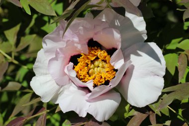 Beyaz bir Çin ağaç şakayığının güzel bir çiçeğinin makro fotoğrafçılığı (Paeonia suffruticosa Andr.) 