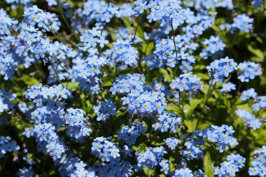 Unutma beni çiçeği makro fotoğrafçılığı (lat. Doğal bir arkaplan için Myosotis) 