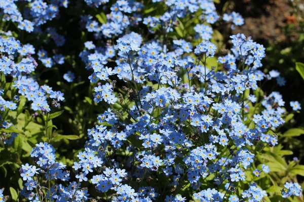 Makrofotografie Von Vergissmeinnicht Blumen Lat Myosotis Für Einen Natürlichen Hintergrund — Stockfoto