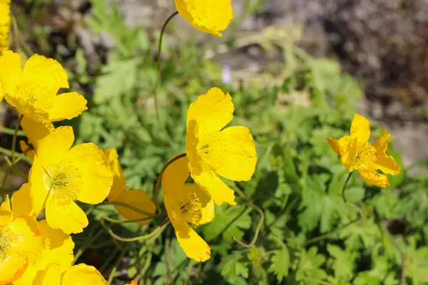 Fotografía Cerca Una Amapola Amarilla Flores Holostebel Lat Papaver Contraluz — Foto de Stock