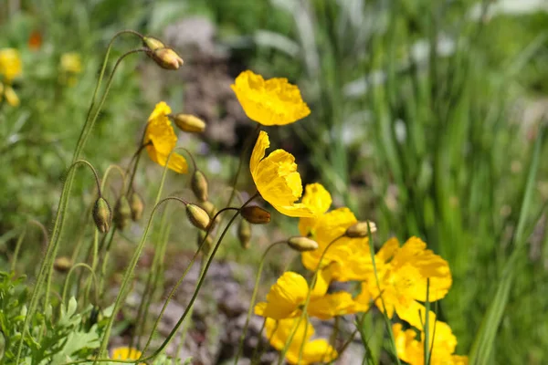 close-up photography of a yellow poppy holostebel flowers (lat. Papaver) in counter light on a natural blurry green background, selective focus