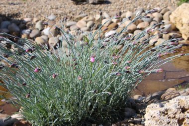 Tomurcuklardaki karanfilin (L. Dianthus plumatius L.) seçici odaklı kayalık zeminde yakın plan görüntüsü. 