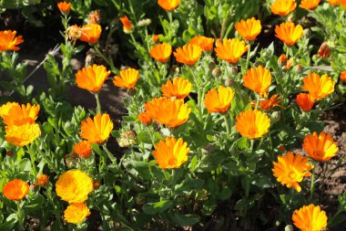 Doğal yeşil arkaplan üzerinde calendula çiçeğinin ön-üst fotoğrafı