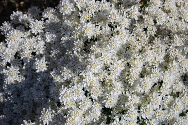 White Background Macro Flowers Photo Iberis Gibraltaris Lat Iberis Gibraltarica — Stock Photo, Image